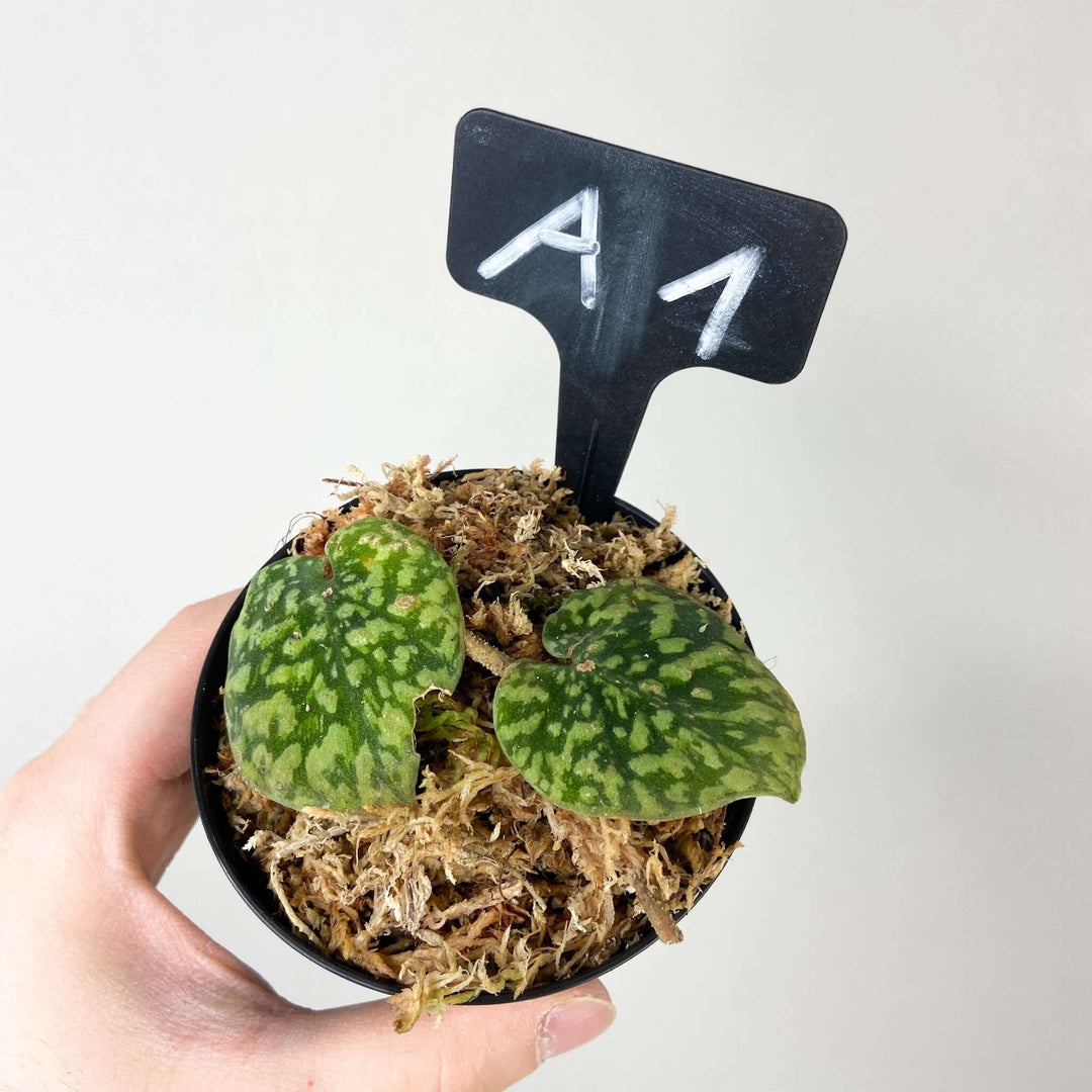 Scindapsus snake scale A1 Foliage Dreams