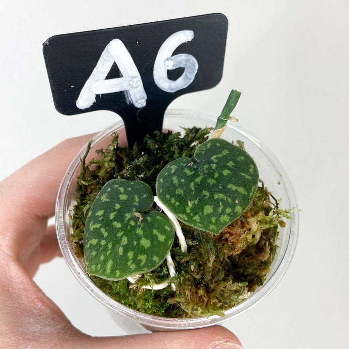 Scindapsus snake scale A6 Foliage Dreams