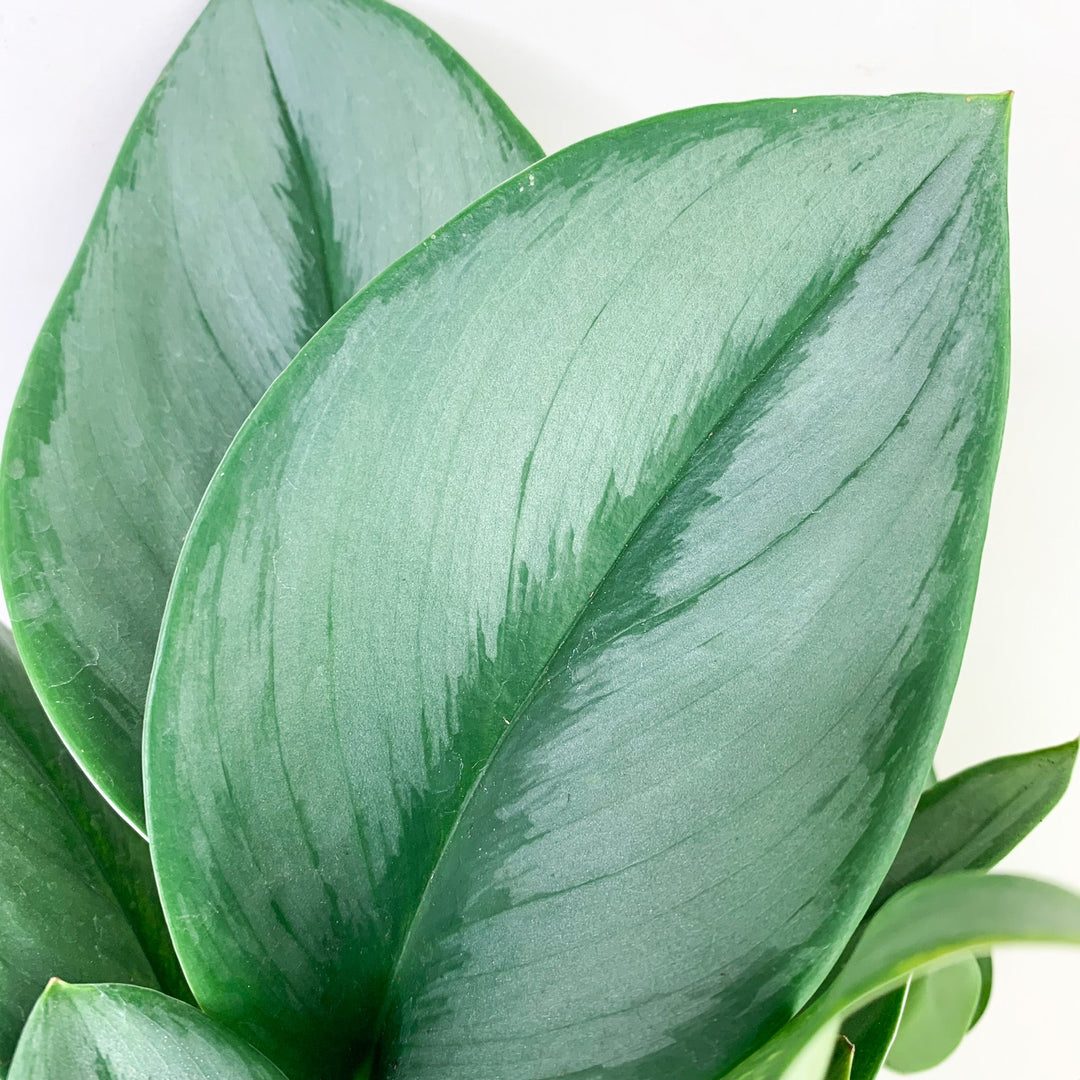 Scindapsus Treubii Moonlight Foliage Dreams
