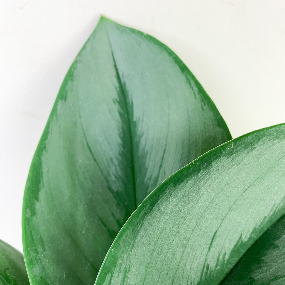 Scindapsus Treubii Moonlight Foliage Dreams