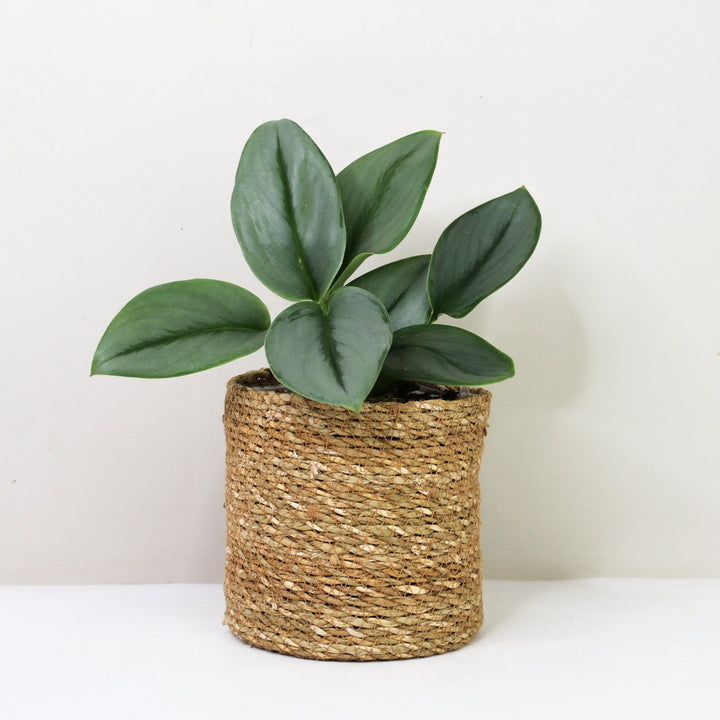 Scindapsus Treubii Moonlight M / Korb braun Foliage Dreams