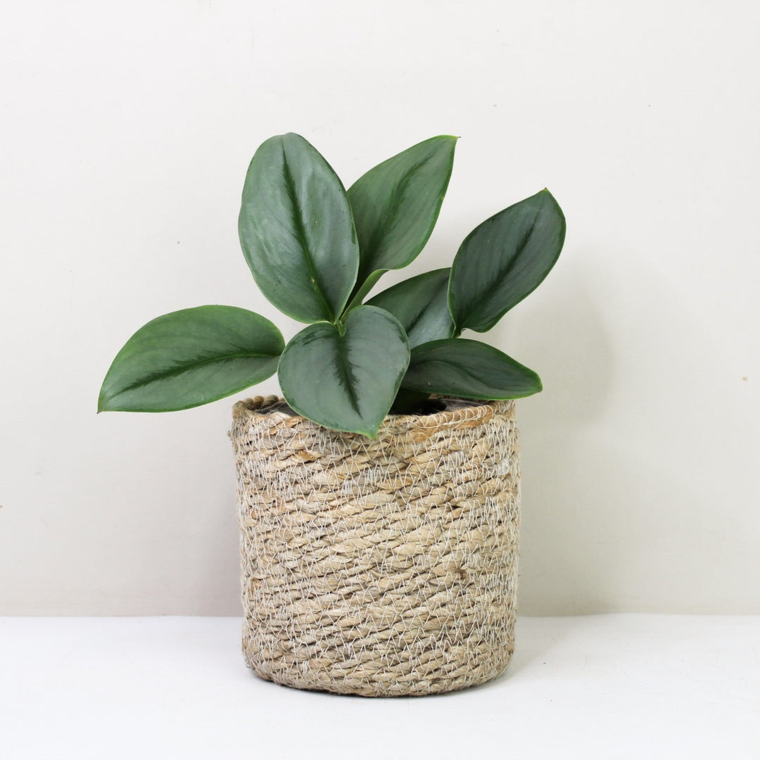 Scindapsus Treubii Moonlight M / Korb creme Foliage Dreams