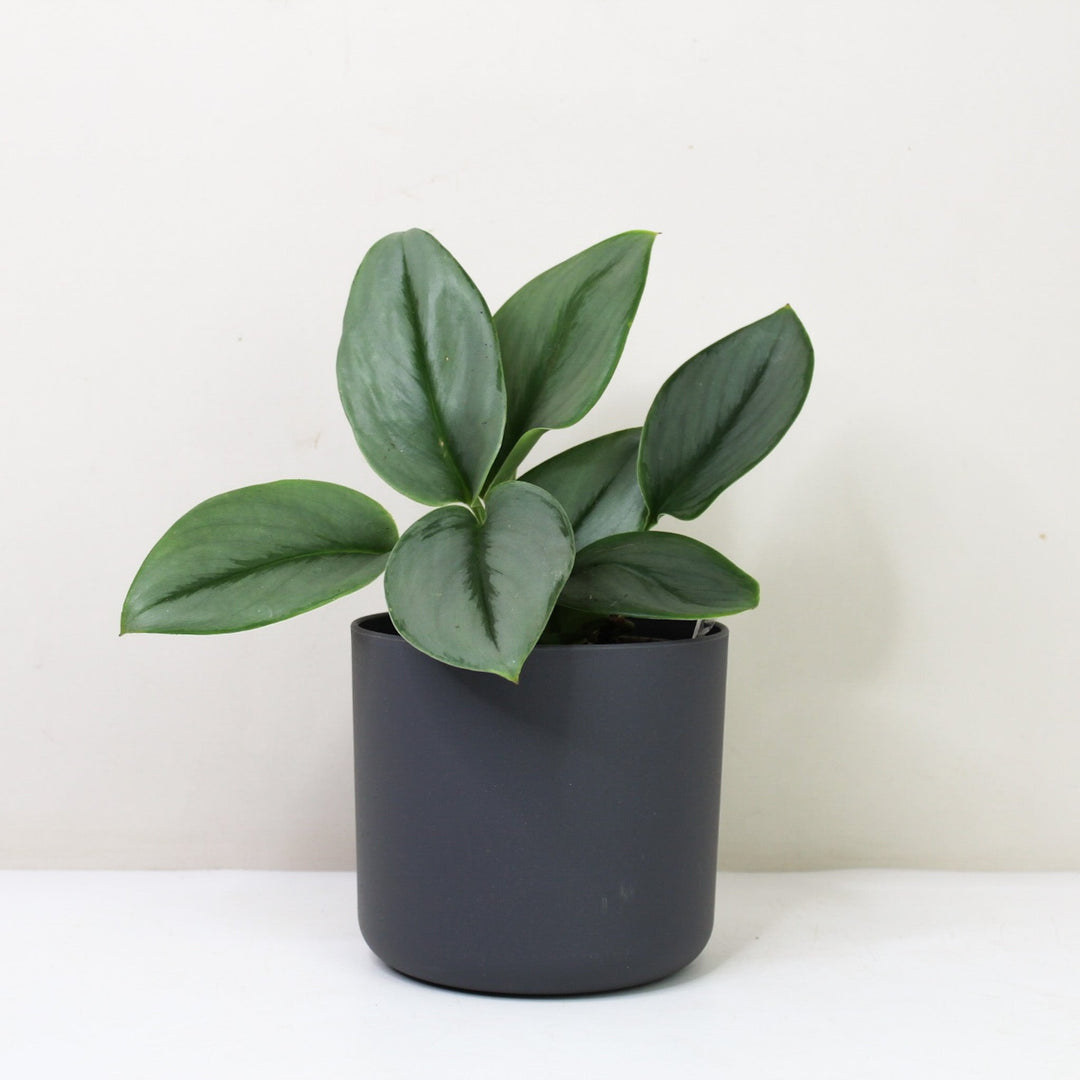 Scindapsus Treubii Moonlight M / Topf anthrazit Foliage Dreams