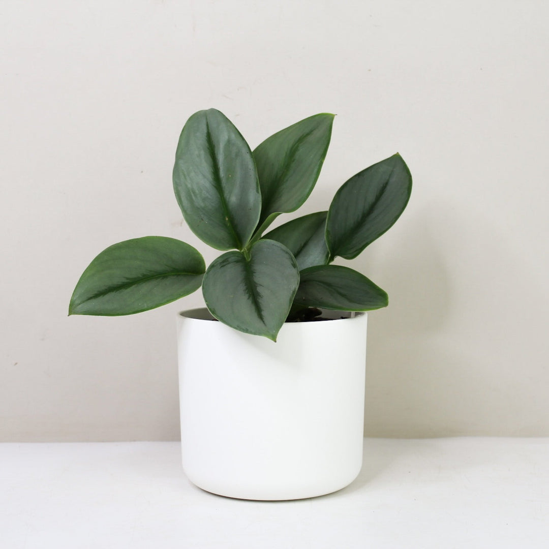 Scindapsus Treubii Moonlight M / Topf weiß Foliage Dreams
