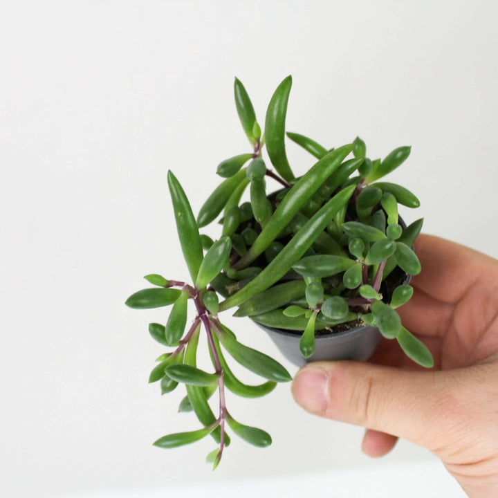 Senecio Herreianus Purple Flush Foliage Dreams