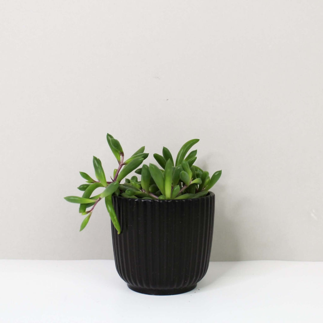 Senecio Herreianus Purple Flush Foliage Dreams