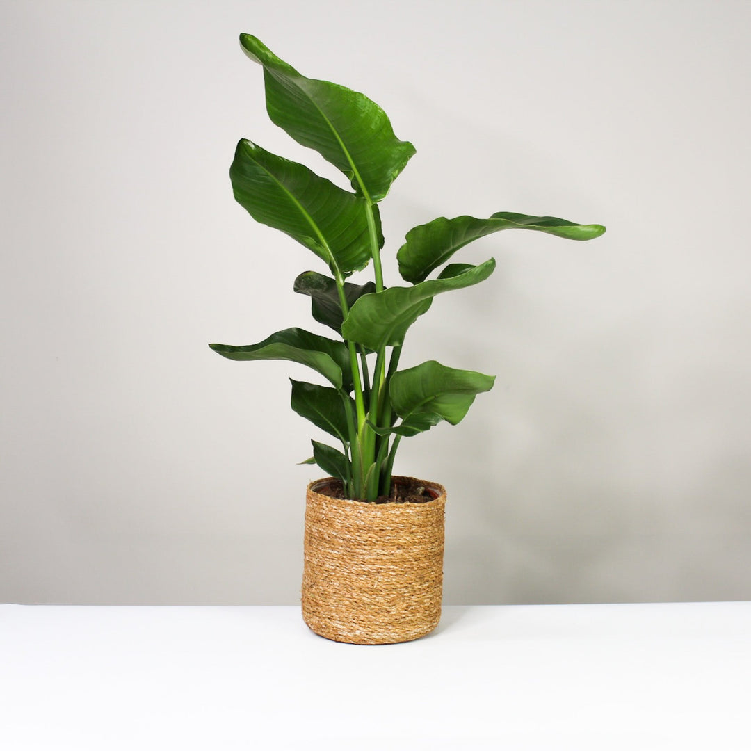 Strelitzia Nicolai L Foliage Dreams