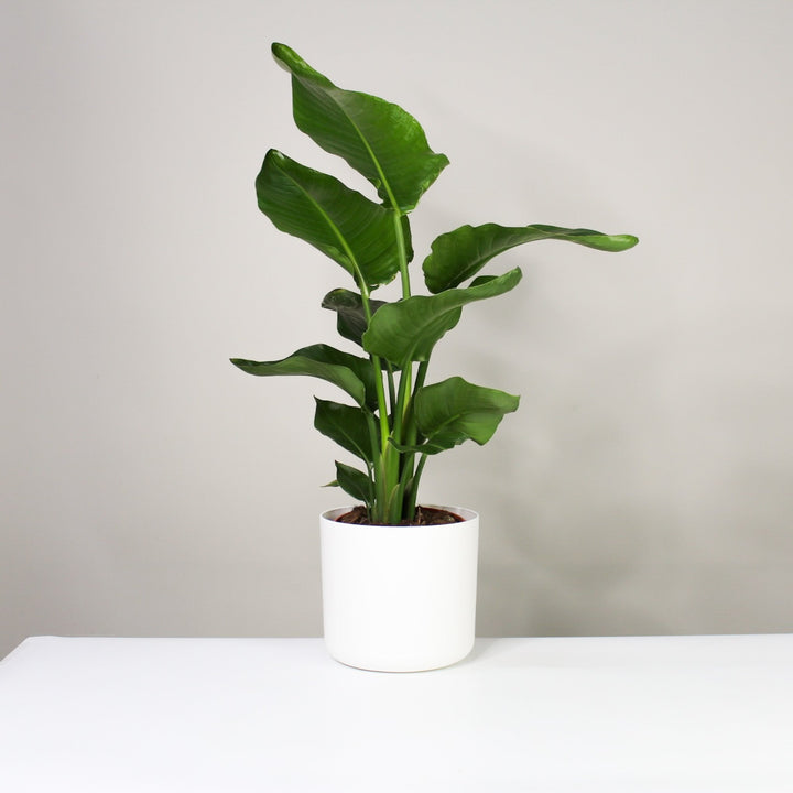 Strelitzia Nicolai L Foliage Dreams