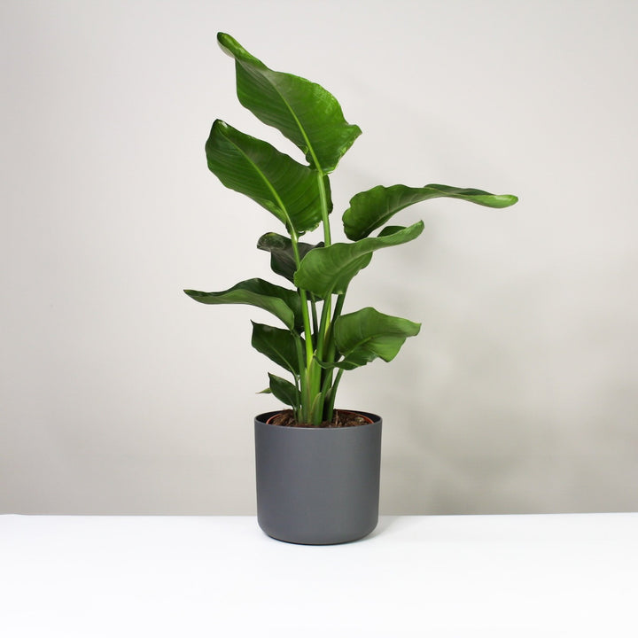 Strelitzia Nicolai L Foliage Dreams