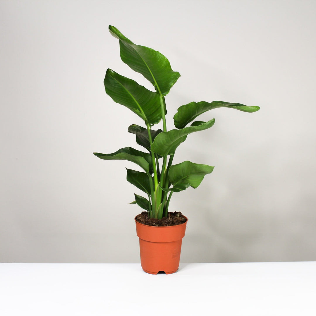 Strelitzia Nicolai L Foliage Dreams