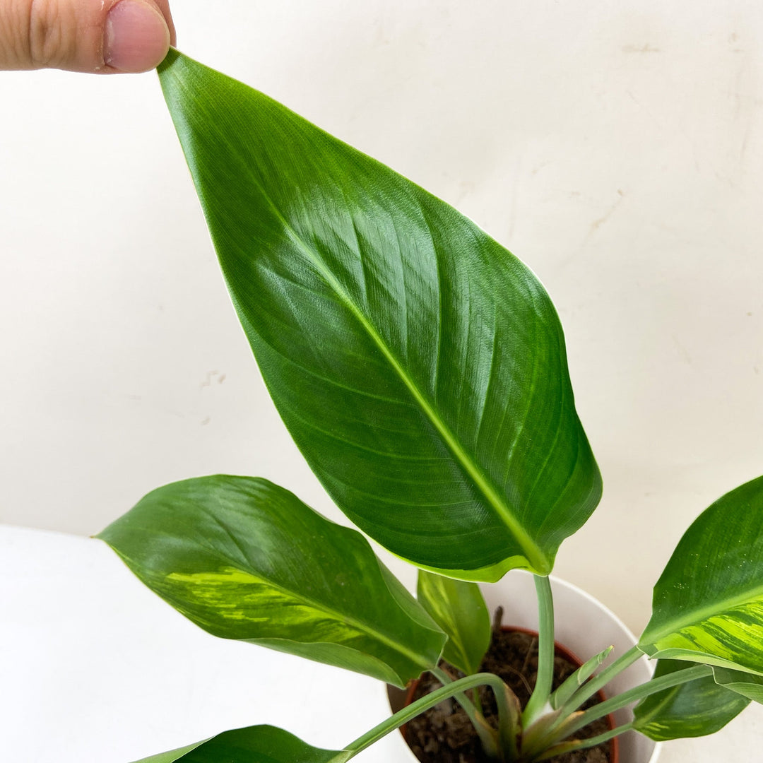 Strelitzia Nicolai Variegata Foliage Dreams