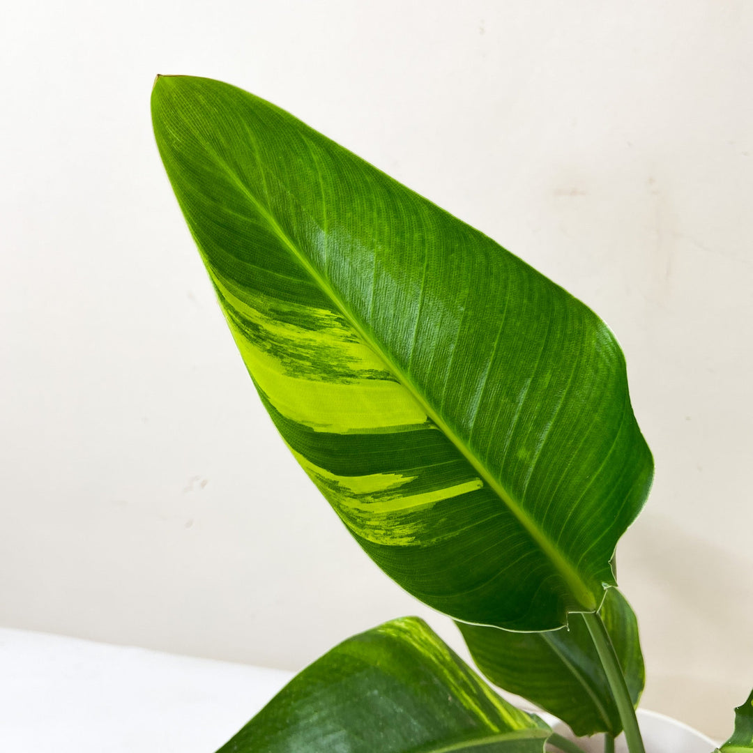 Strelitzia Nicolai Variegata Foliage Dreams