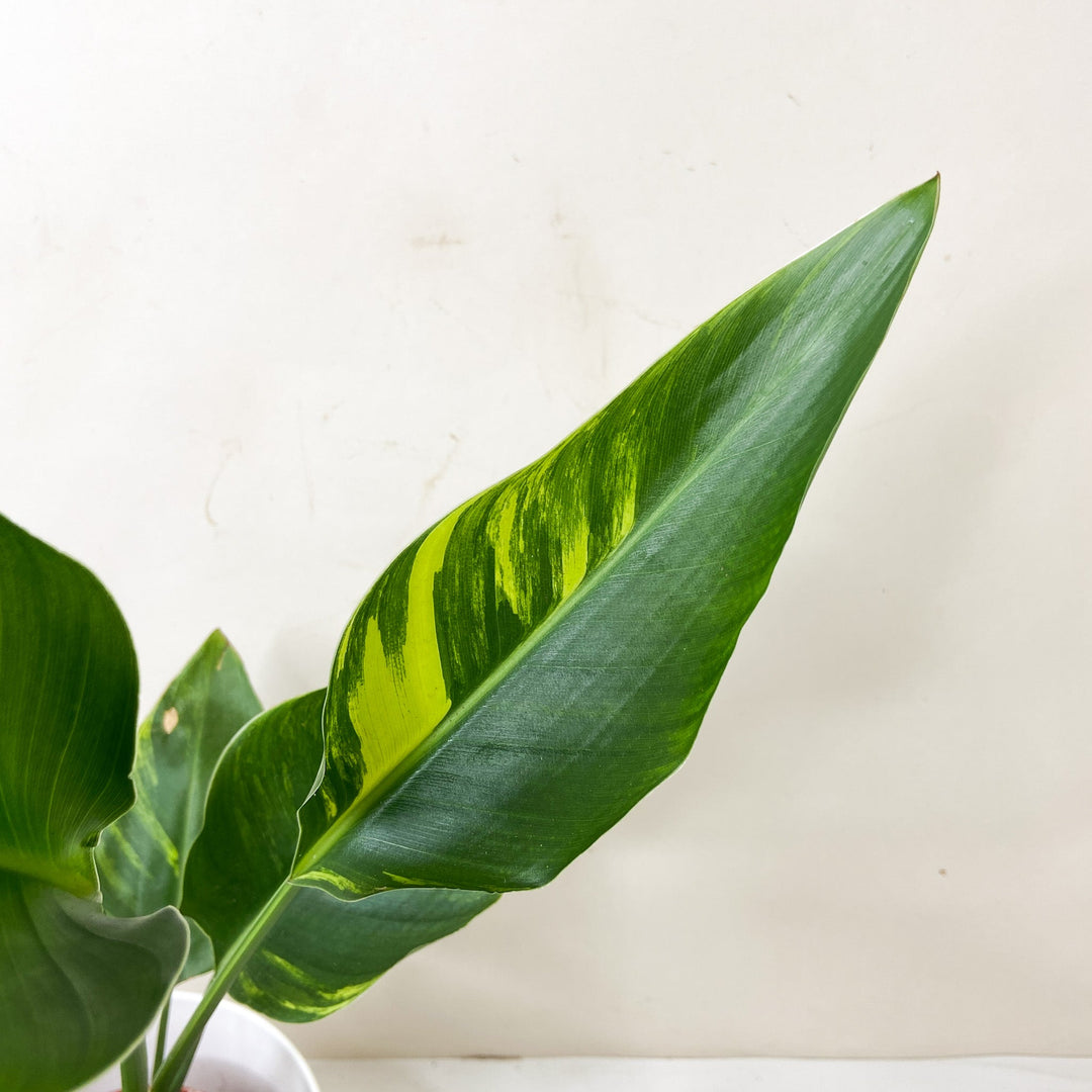 Strelitzia Nicolai Variegata Foliage Dreams