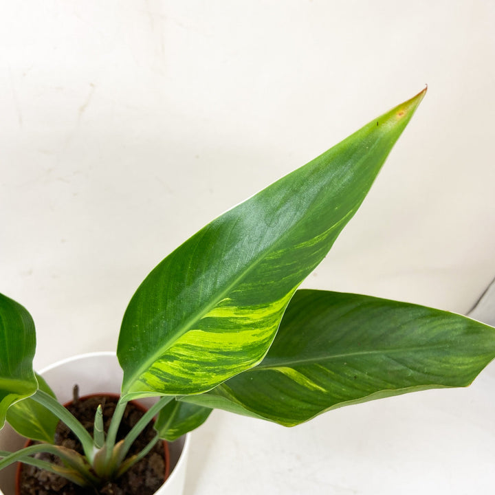 Strelitzia Nicolai Variegata Foliage Dreams