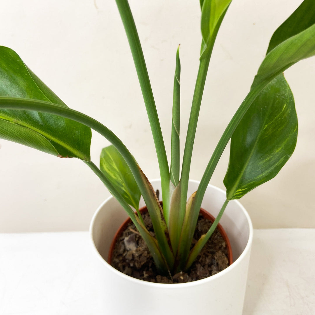 Strelitzia Nicolai Variegata Foliage Dreams