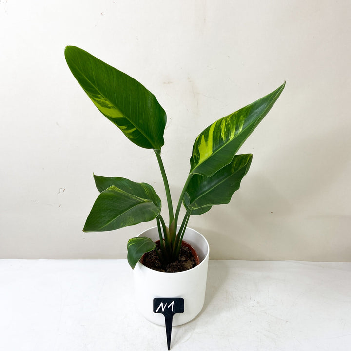 Strelitzia Nicolai Variegata N1 Foliage Dreams