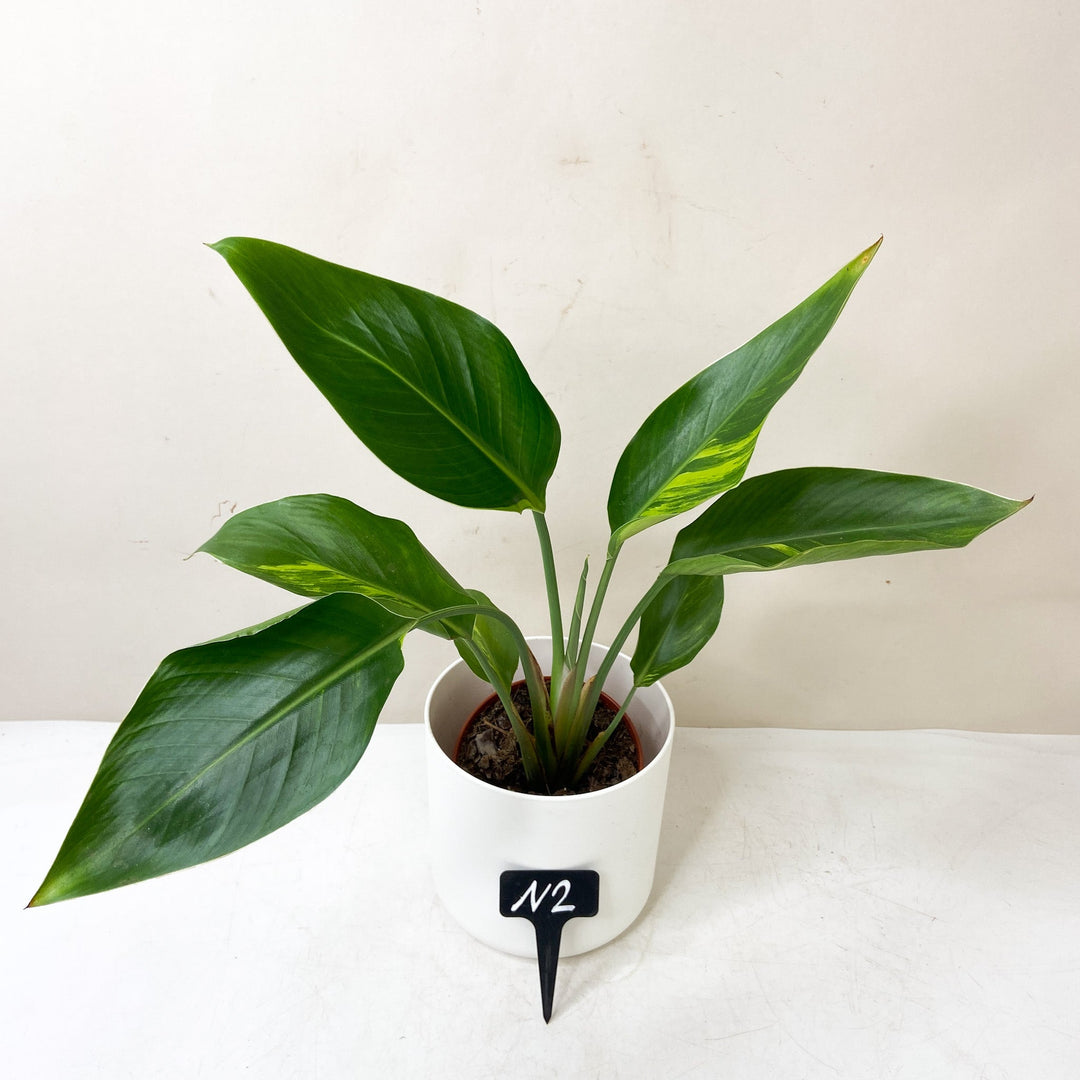 Strelitzia Nicolai Variegata N2 Foliage Dreams