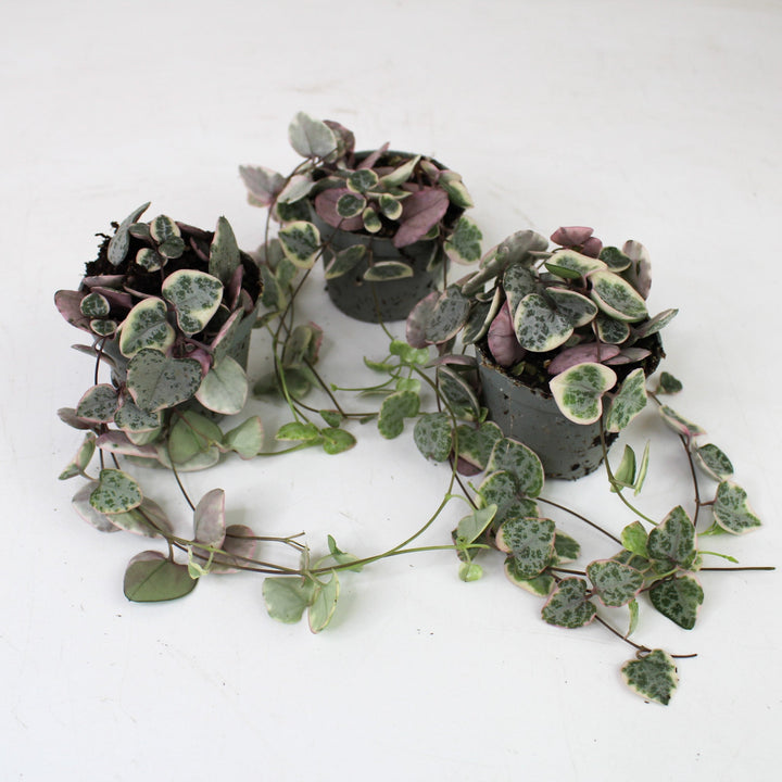 String of Hearts Variegata (Ceropegia Woodii Variegata) Foliage Dreams