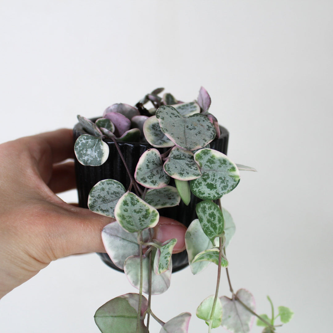 String of Hearts Variegata (Ceropegia Woodii Variegata) Foliage Dreams