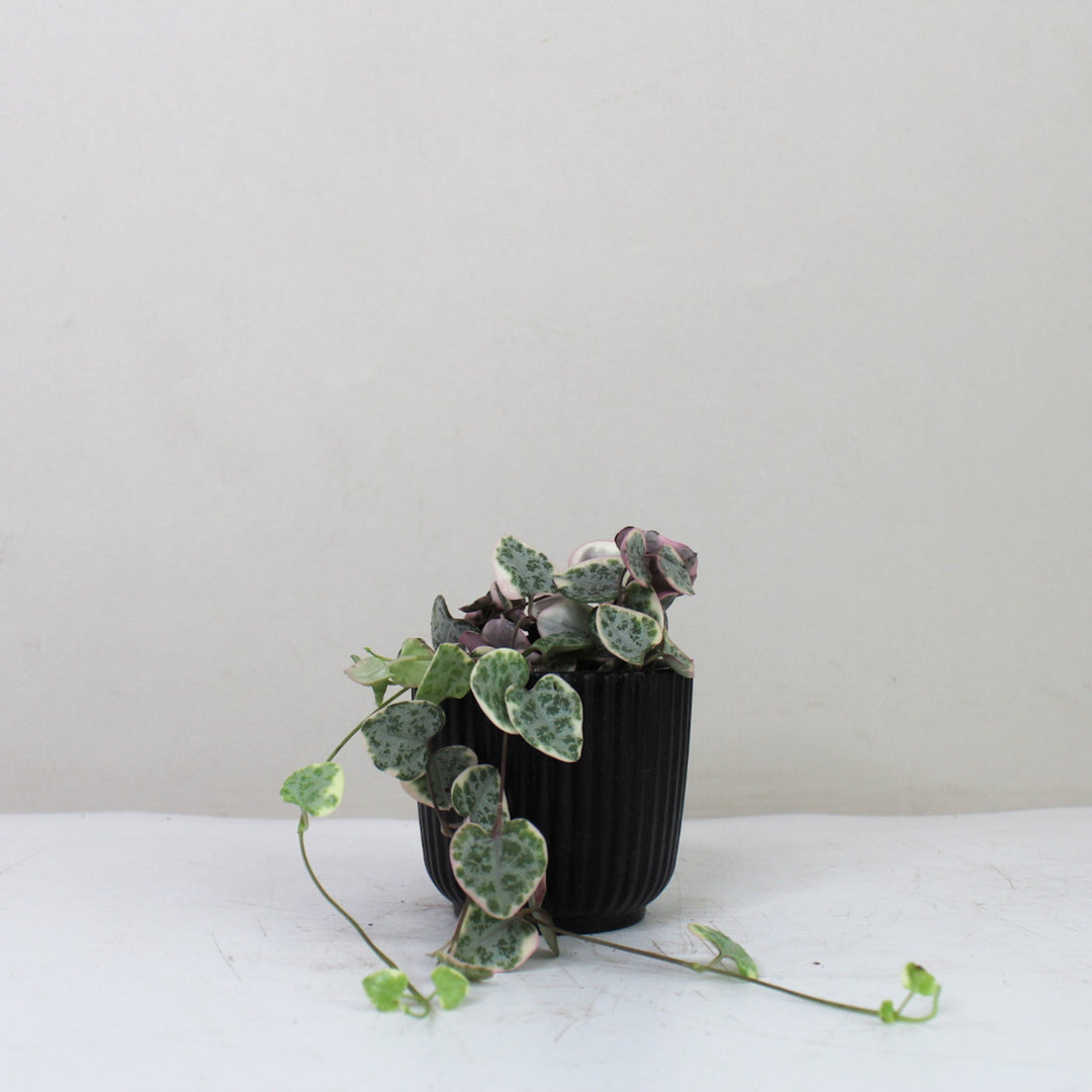 String of Hearts Variegata (Ceropegia Woodii Variegata) Foliage Dreams