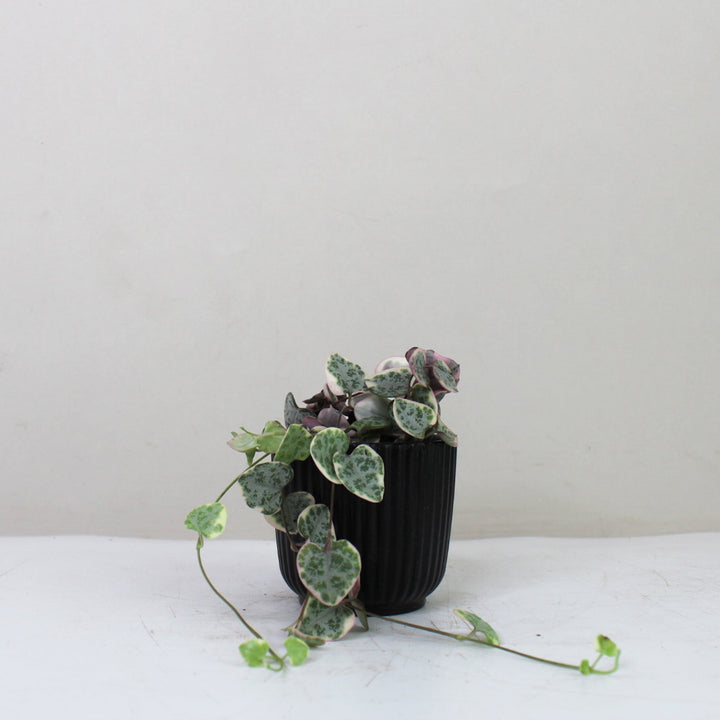 String of Hearts Variegata (Ceropegia Woodii Variegata) Foliage Dreams