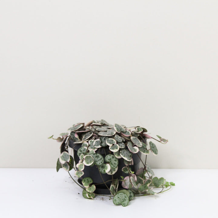 String of Hearts Variegata (Ceropegia Woodii Variegata) Foliage Dreams