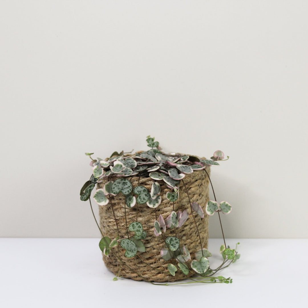 String of Hearts Variegata (Ceropegia Woodii Variegata) Foliage Dreams