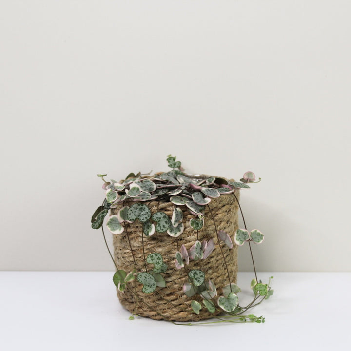 String of Hearts Variegata (Ceropegia Woodii Variegata) Foliage Dreams