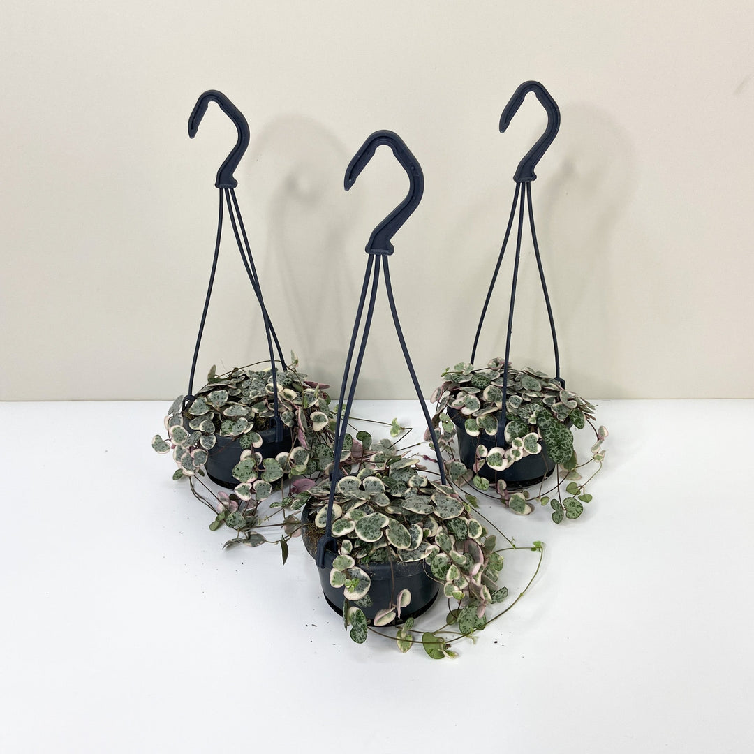 String of Hearts Variegata (Ceropegia Woodii Variegata) Foliage Dreams