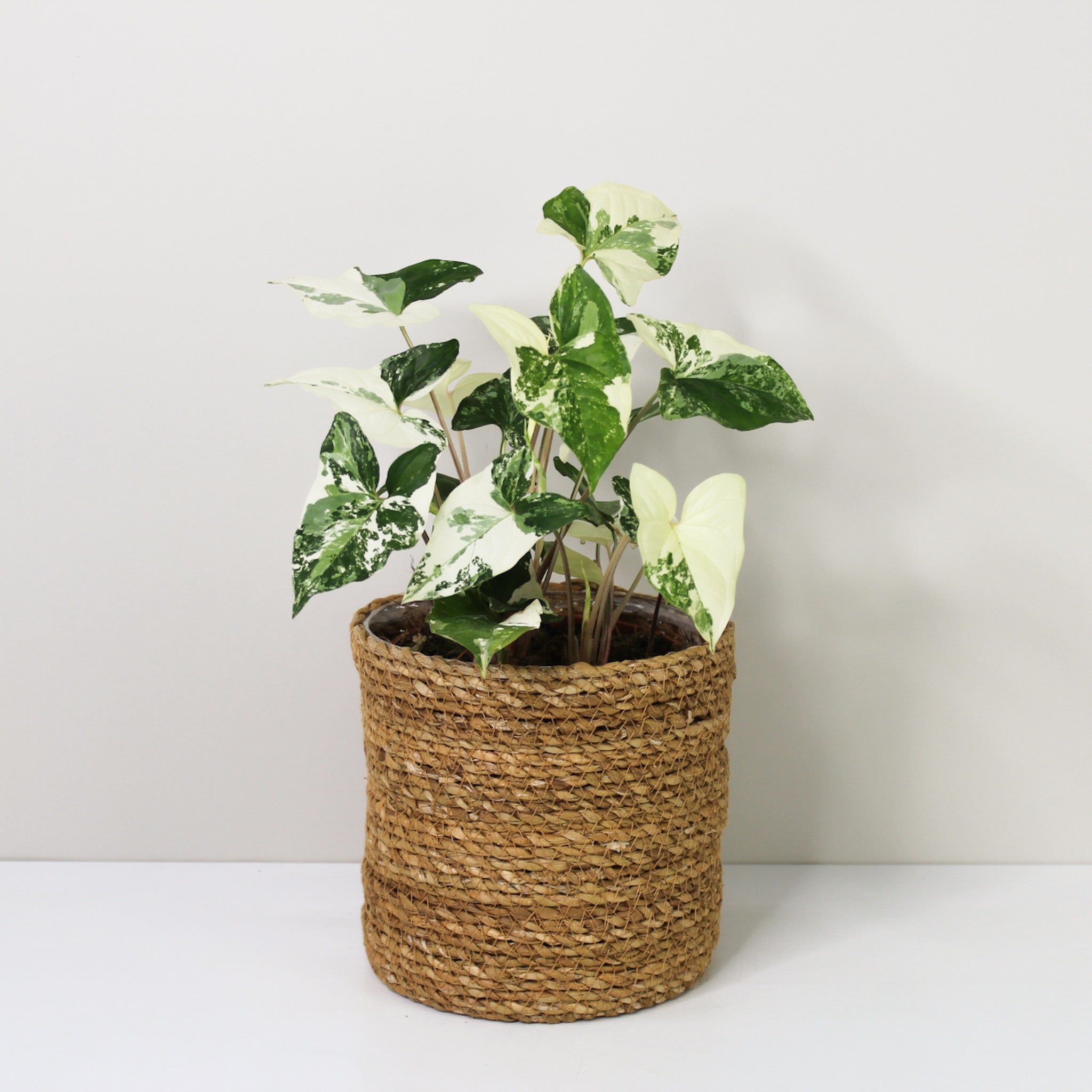 Syngonium Albo Variegata – Foliage Dreams