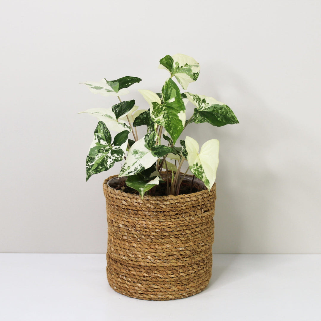 Syngonium Albo Variegata Foliage Dreams