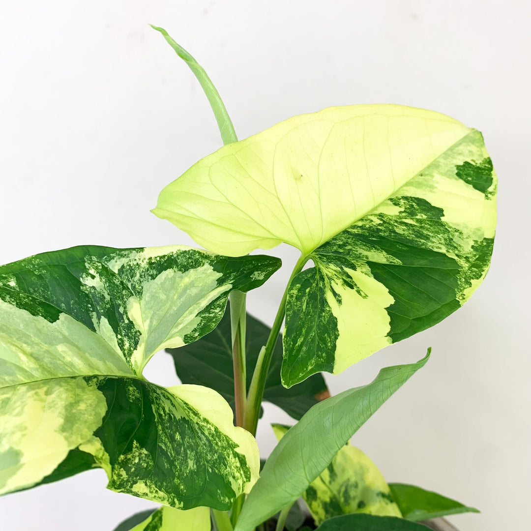 Syngonium Aurea Foliage Dreams