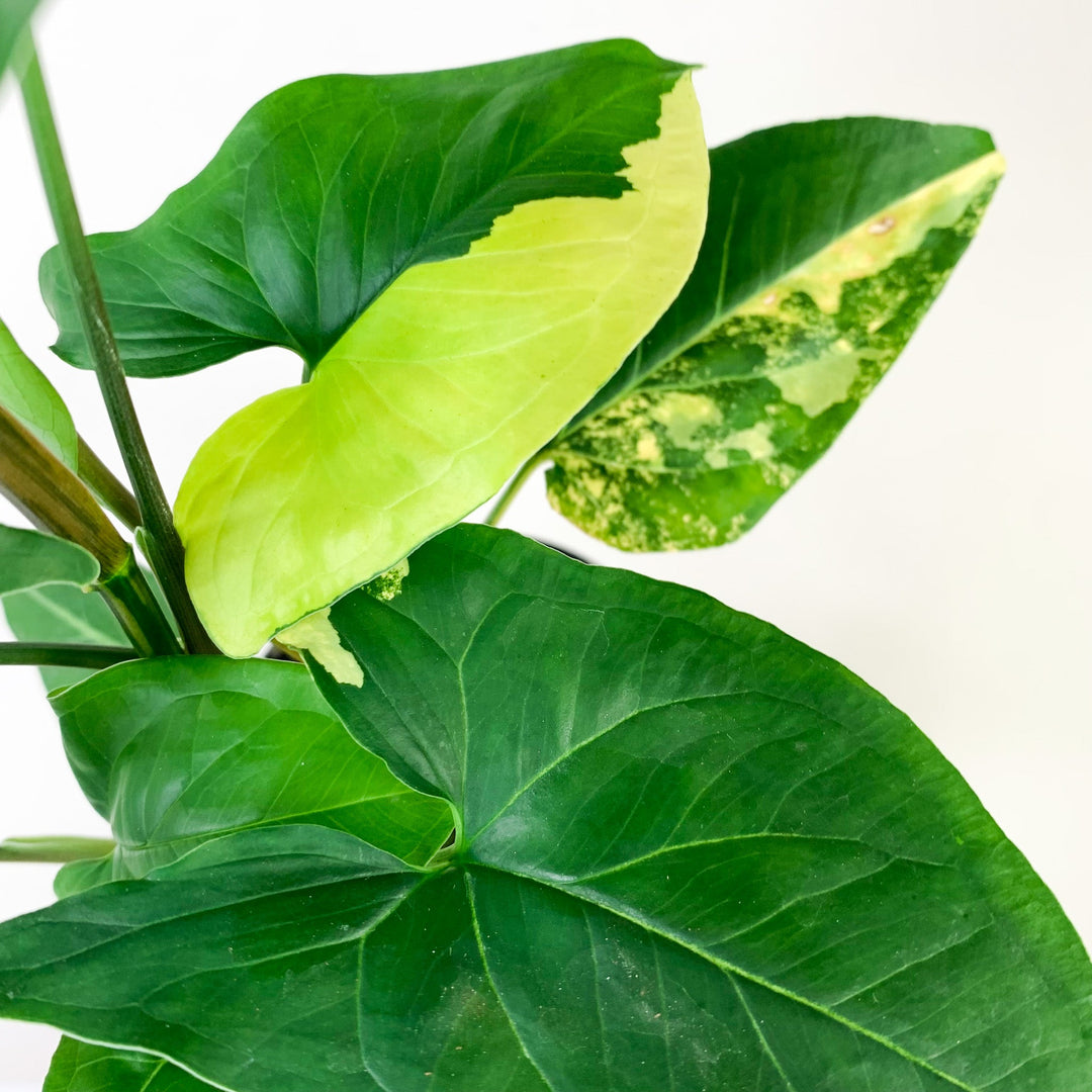 Syngonium Aurea Foliage Dreams