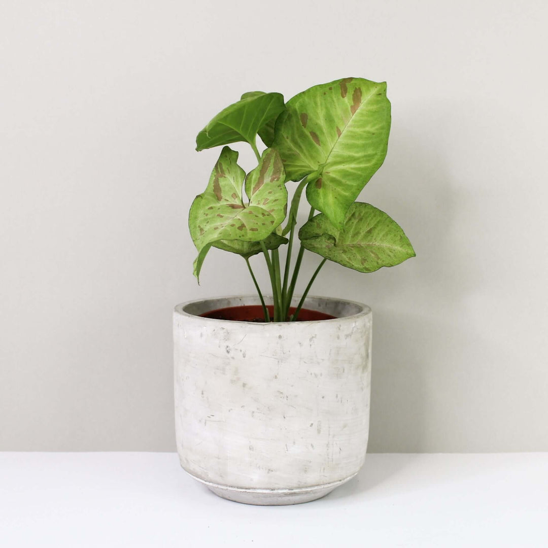Syngonium confetti Foliage Dreams