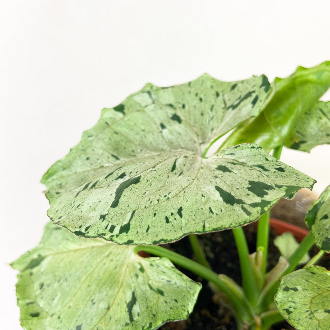Syngonium Green Splash Foliage Dreams