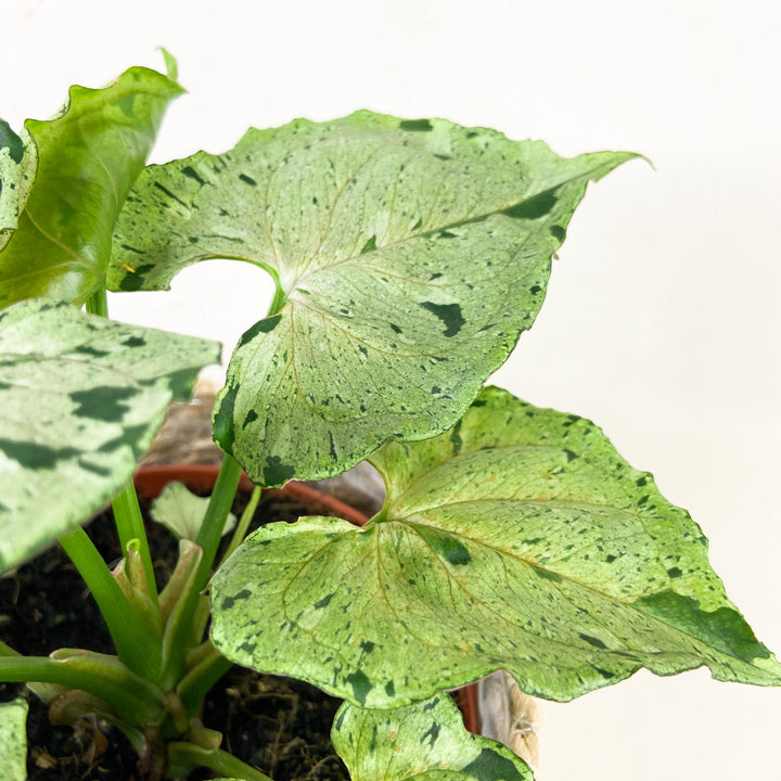 Syngonium Green Splash Foliage Dreams