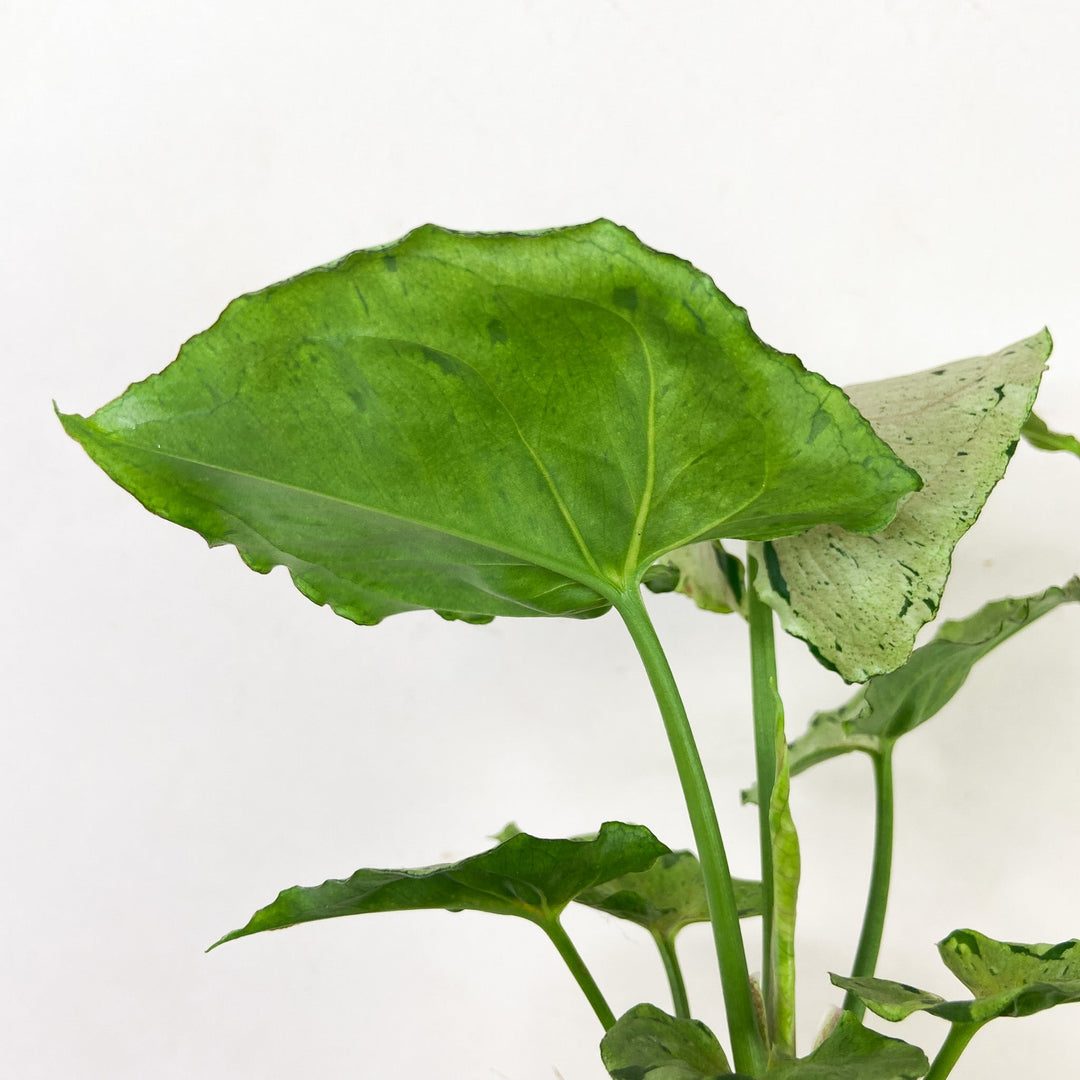 Syngonium Green Splash Foliage Dreams