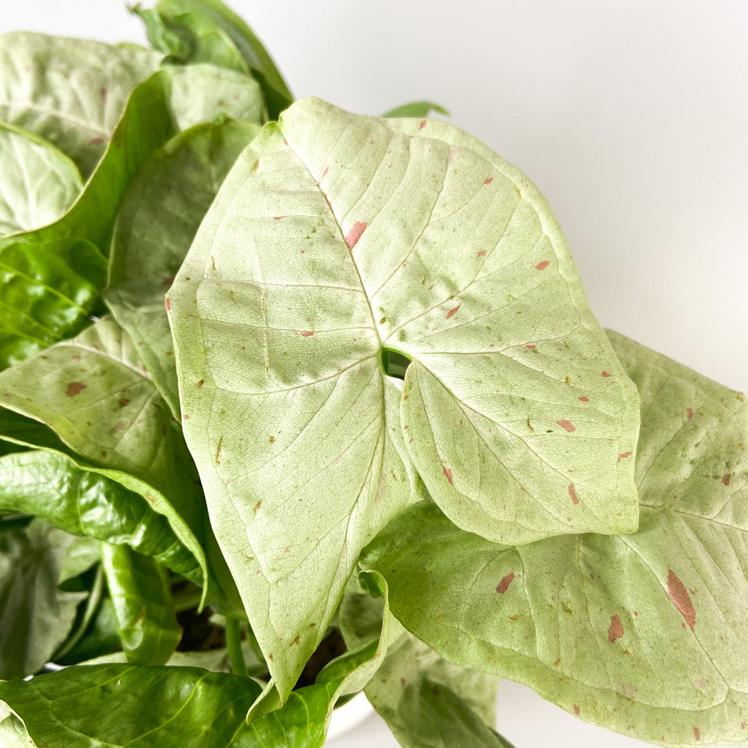 Syngonium Milk Confetti Foliage Dreams
