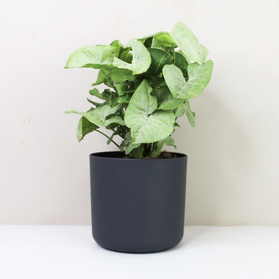 Syngonium Milk Confetti M Foliage Dreams