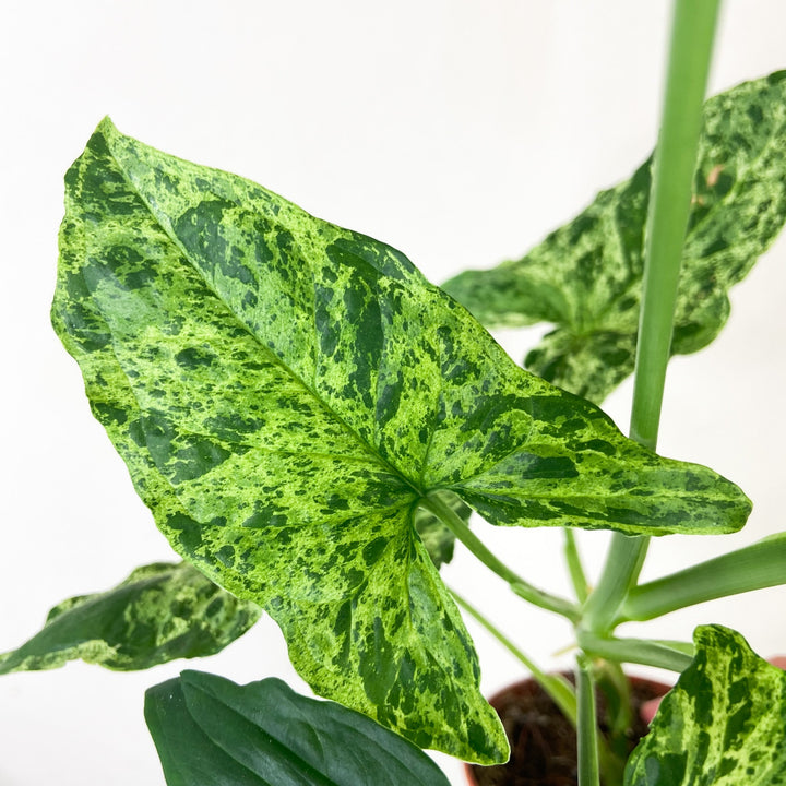 Syngonium Mottled Arrowhead 'Mojito' Foliage Dreams