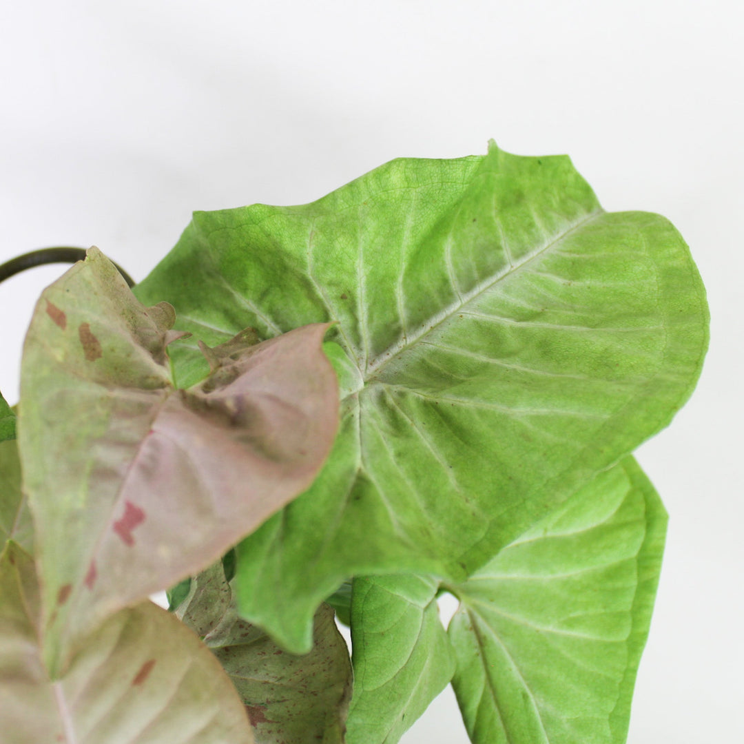 Syngonium Pink Spot M Foliage Dreams