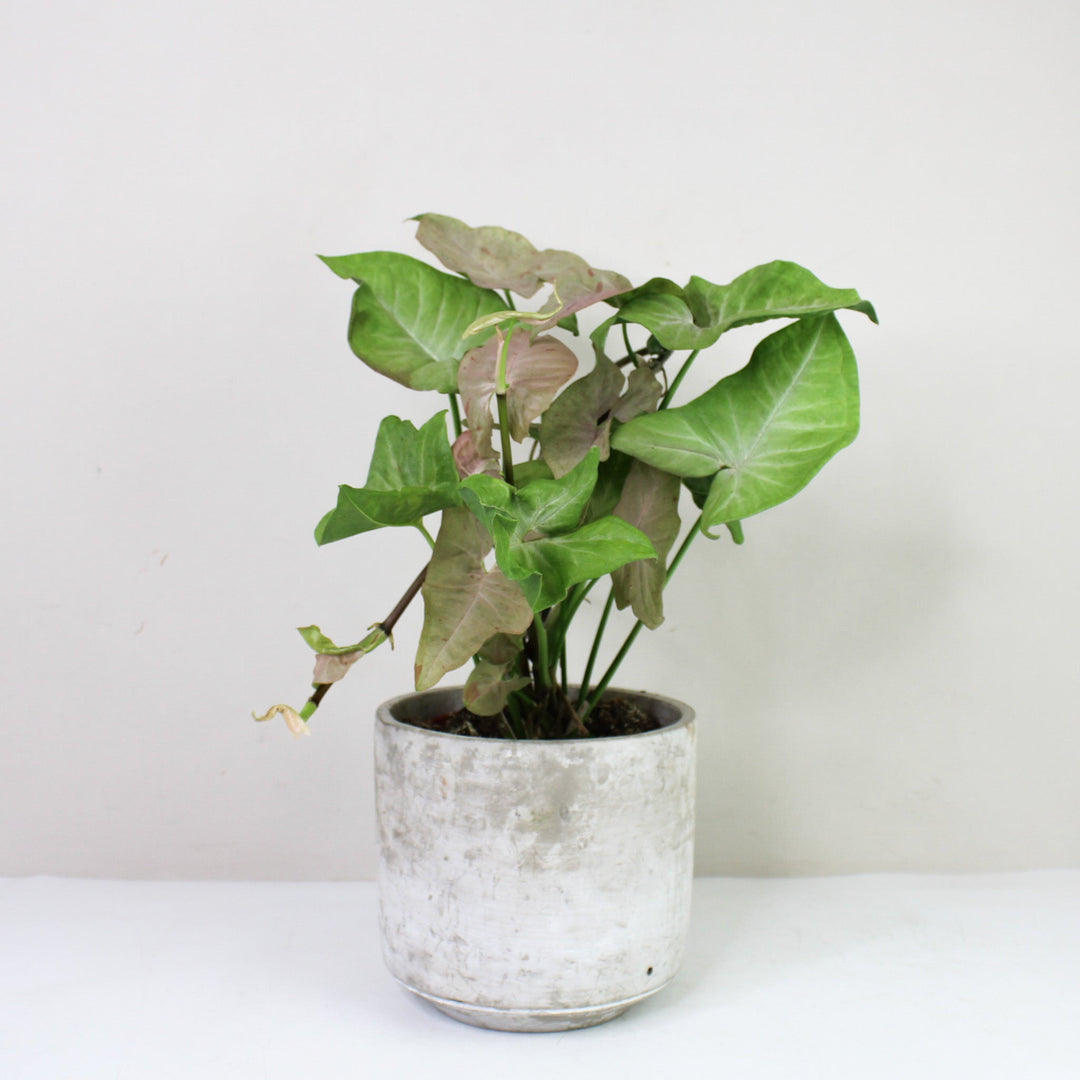 Syngonium Pink Spot M Foliage Dreams