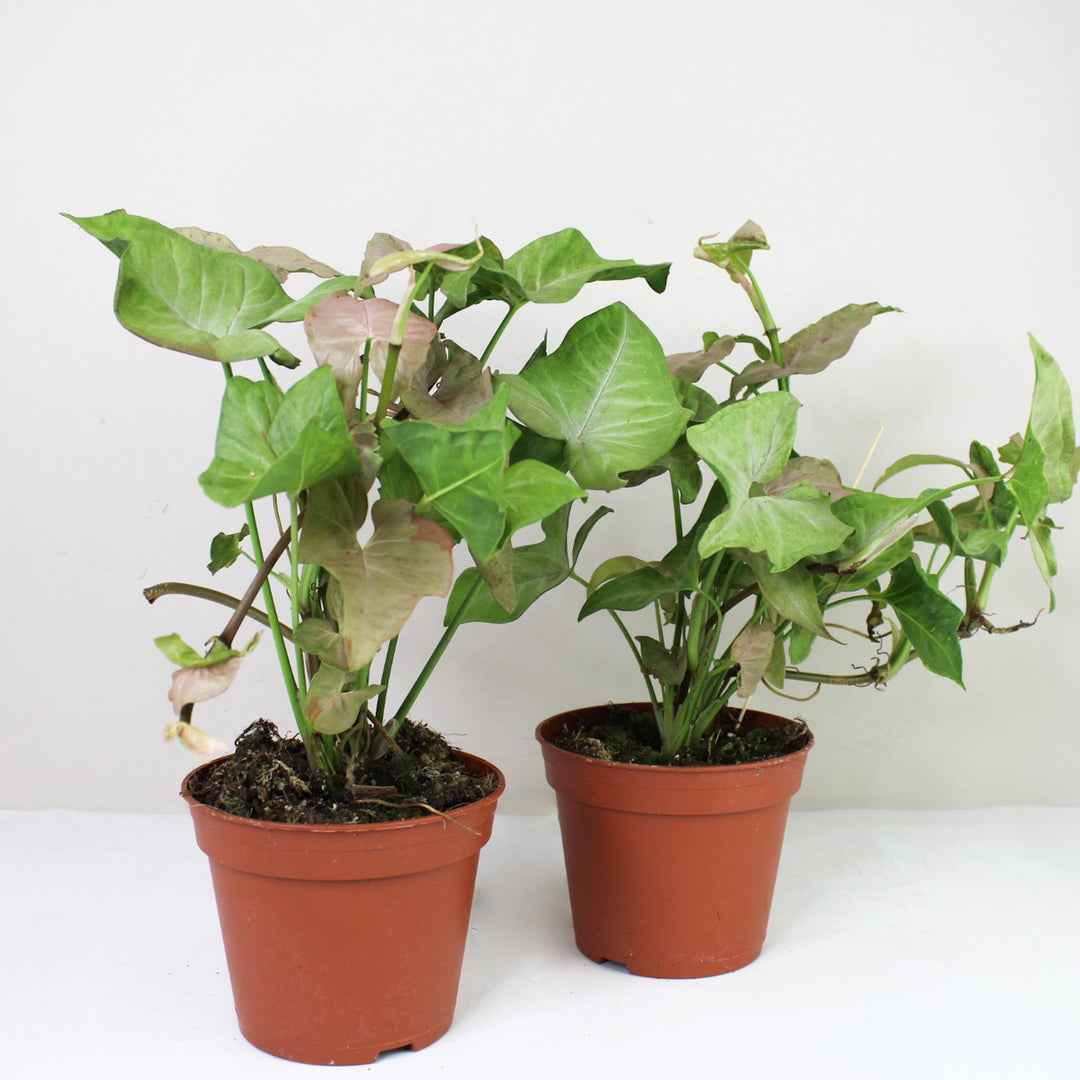 Syngonium Pink Spot M Foliage Dreams