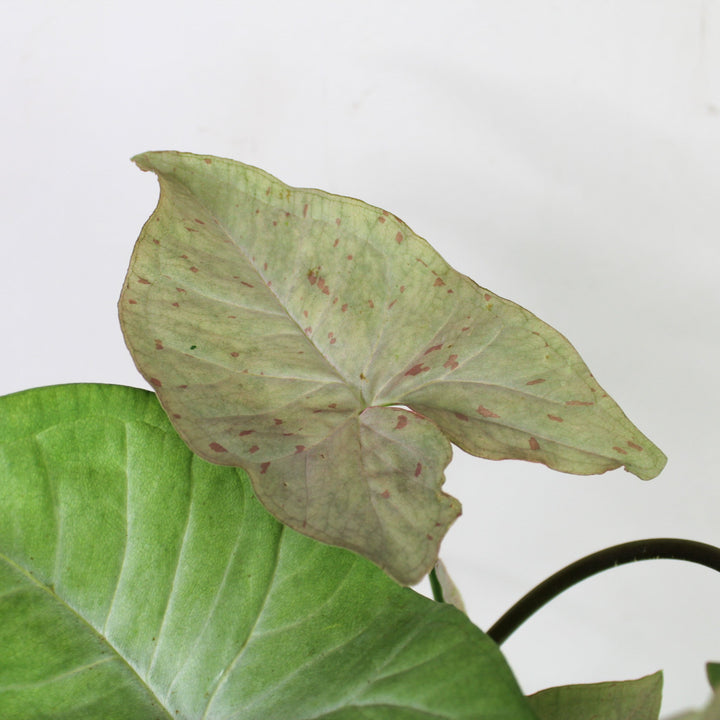 Syngonium Pink Spot M Foliage Dreams