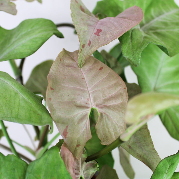 Syngonium Pink Spot M Foliage Dreams