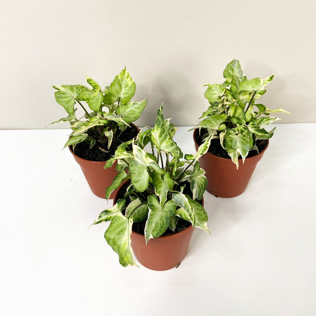 Syngonium Starlite Foliage Dreams
