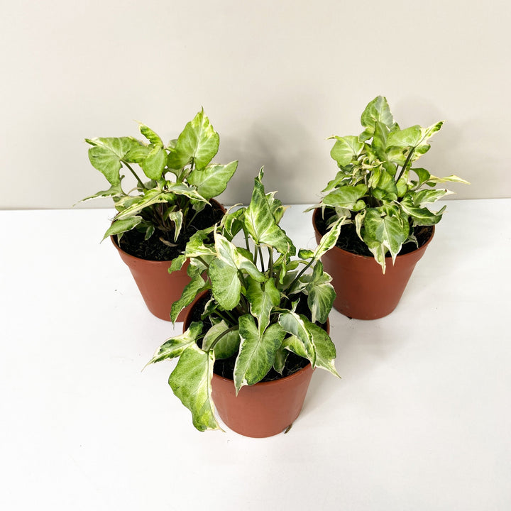 Syngonium Starlite Foliage Dreams