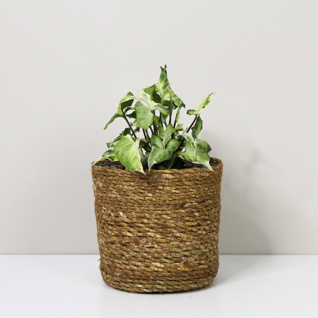 Syngonium Starlite M / Korb braun Foliage Dreams