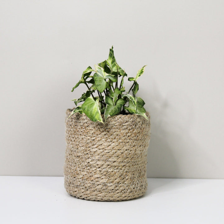 Syngonium Starlite M / Korb creme Foliage Dreams
