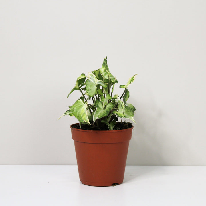 Syngonium Starlite M / ohne Übertopf Foliage Dreams